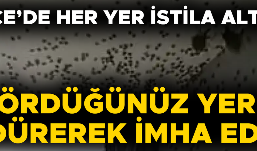 MÜCADELE ÇALIŞMALARI DÖRT KOLDAN SÜRÜYOR