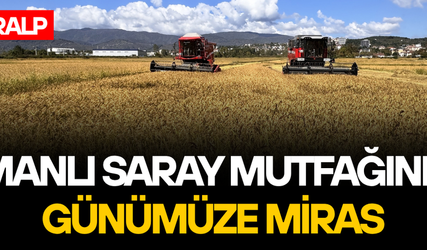 DÜZCE'DE TESCİLLİ KONURALP PİRİNCİNİN HASADI BAŞLADI