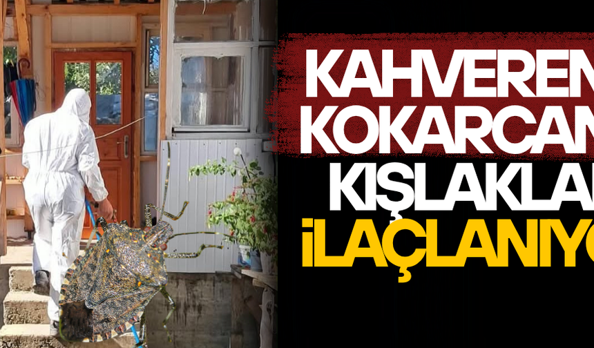 KAHVERENGİ KOKARCAYA KARŞI KIŞ SEFERBERLİĞİ!