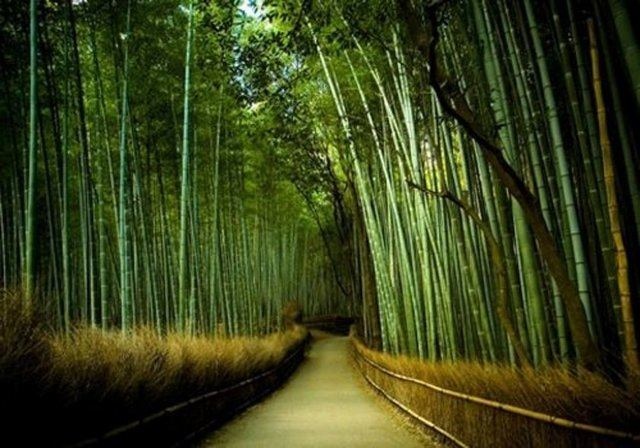 Dünyanın en hızlı büyüyen bitkisi bambu, bir günde 90 cm kadar uzuyor..