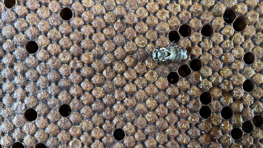 thumbs_b_c_f3d637e91e5efdb5f99398cddb0821a5