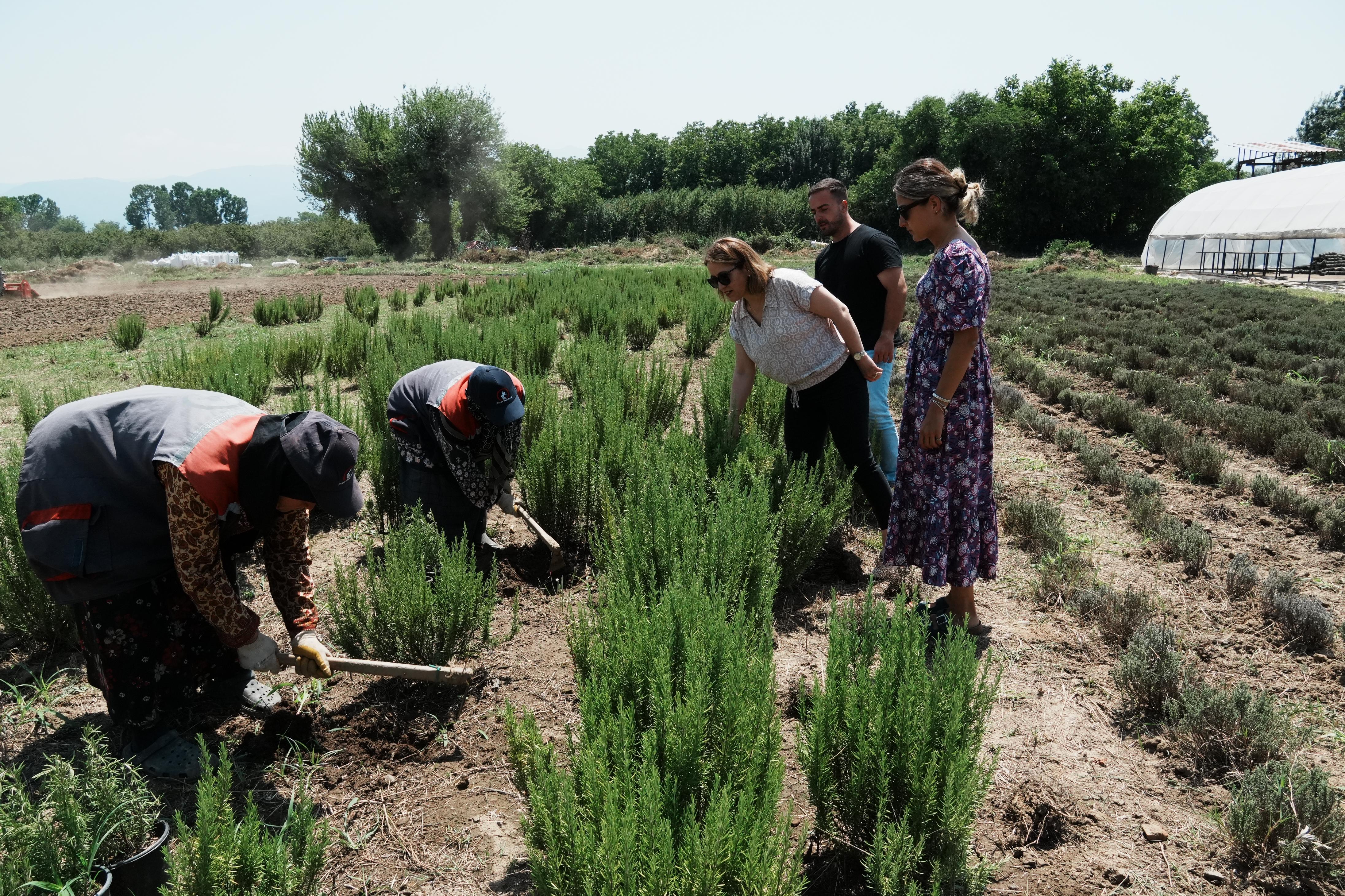 Tarim Akademi̇si̇ Tibbi̇ Aromati̇k Bi̇tki̇ (4)