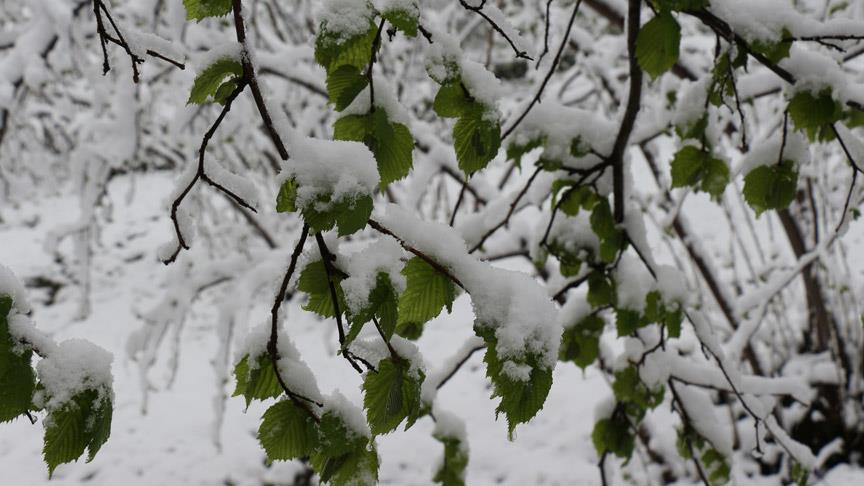 Thumbs B C 88222188De1D3Cc81E2A23Aa1075Cc5C