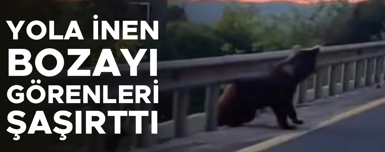BOZAYI VE YAVRULARI CEP TELEFONU KAMERASIYLA GÖRÜNTÜLENDİ
