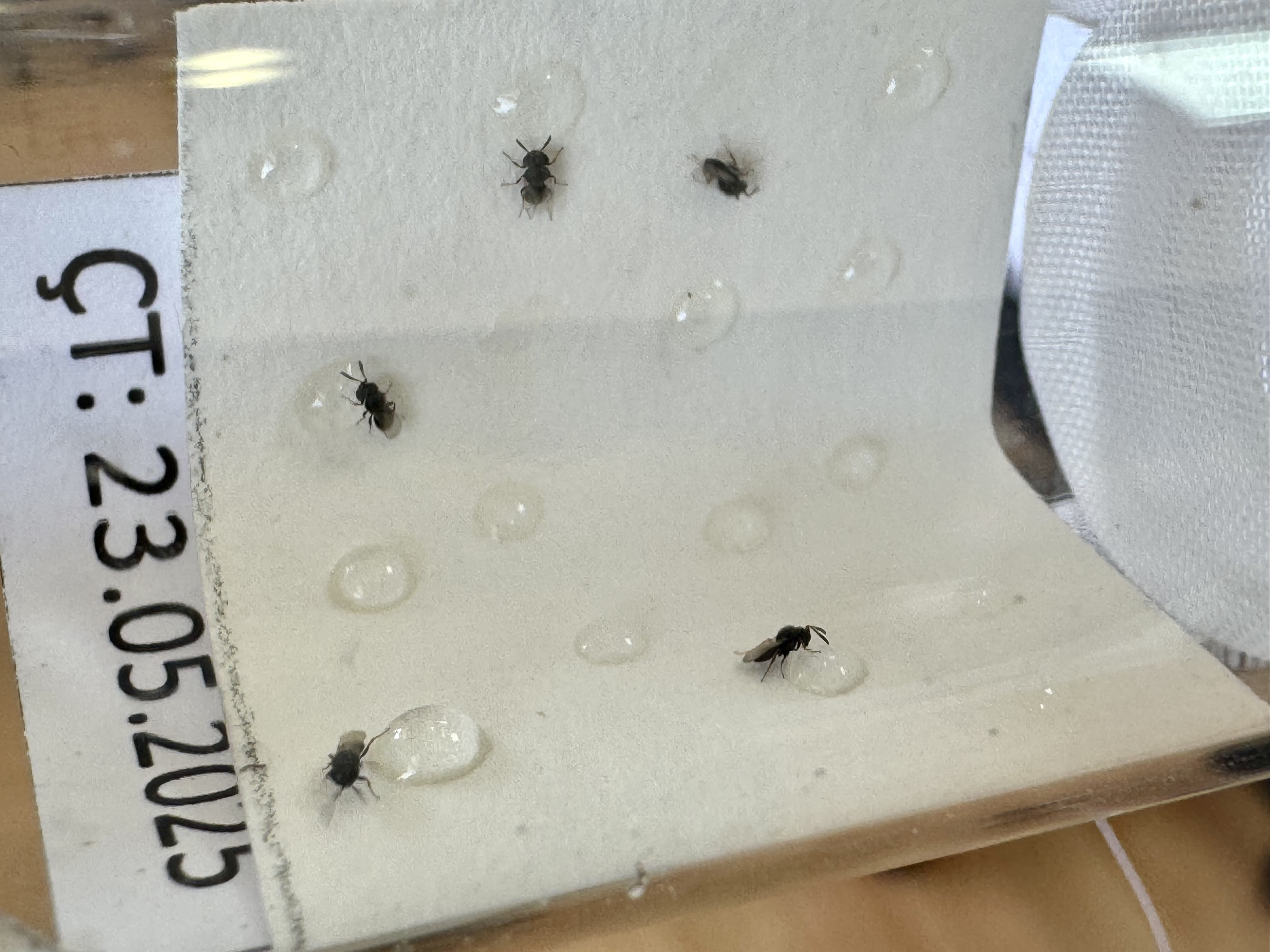 A A 20250605 38189349 38189344 K A H V E R E N G I K O K A R C A I L E M U C A D E L E E D E C E K 300 B I N S A M U R A Y A R I S I H A Z I R