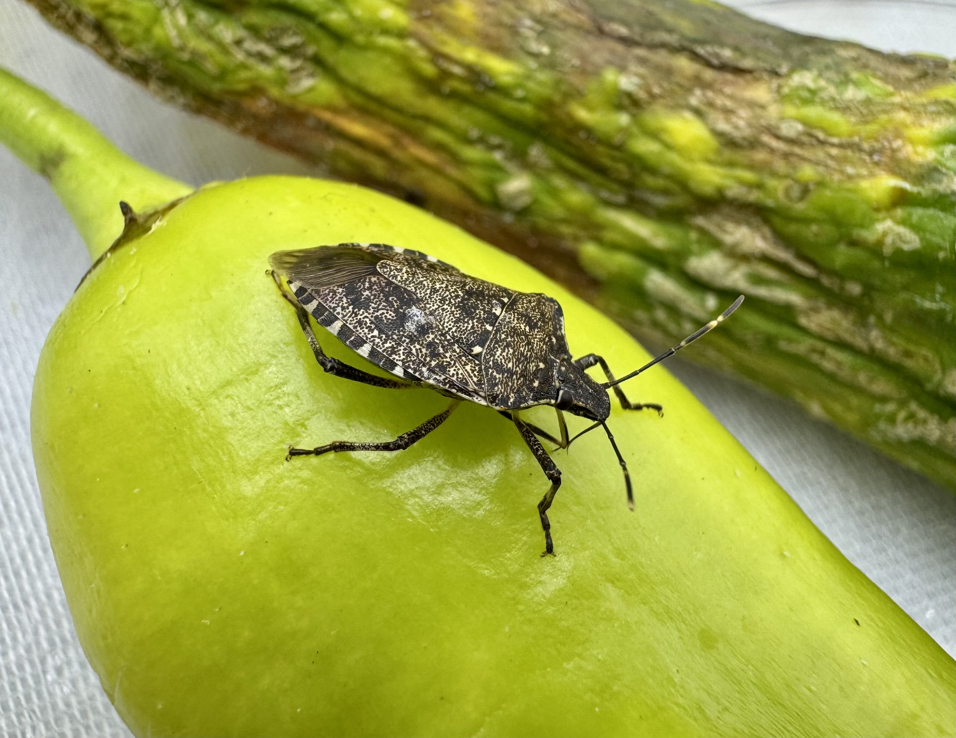 A A 20250605 38189349 38189346 K A H V E R E N G I K O K A R C A I L E M U C A D E L E E D E C E K 300 B I N S A M U R A Y A R I S I H A Z I R