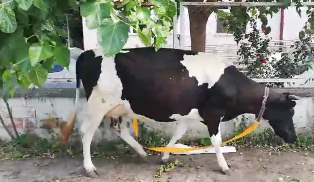 Capture 20250615 171411