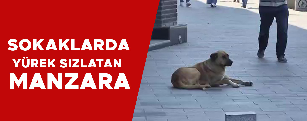 SAHİPLENME ZAYIF OLUNCA BELEDİYE HANGİ BİRİNE YETİŞSİN?