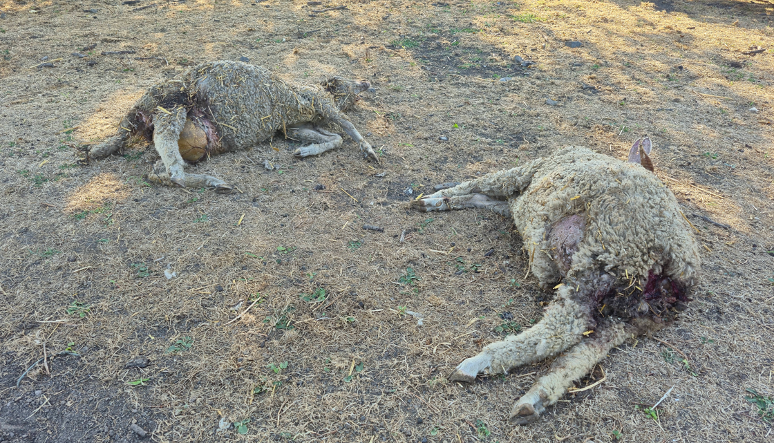 Ekran Görüntüsü 2025 07 18 142841