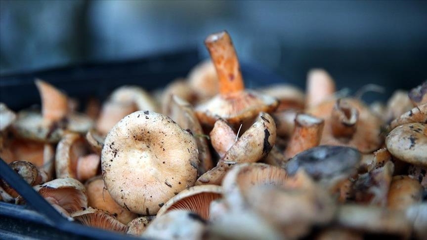 Thumbs B C Acaf018282D3E59E5Ec08D8A6B4B5532