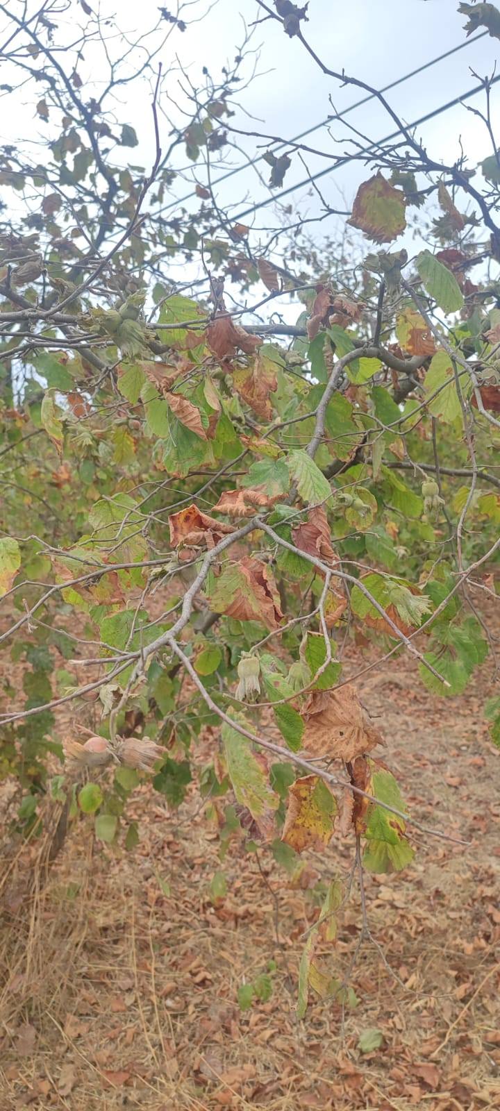 528204173 2403334816730637 1187487838950922776 N