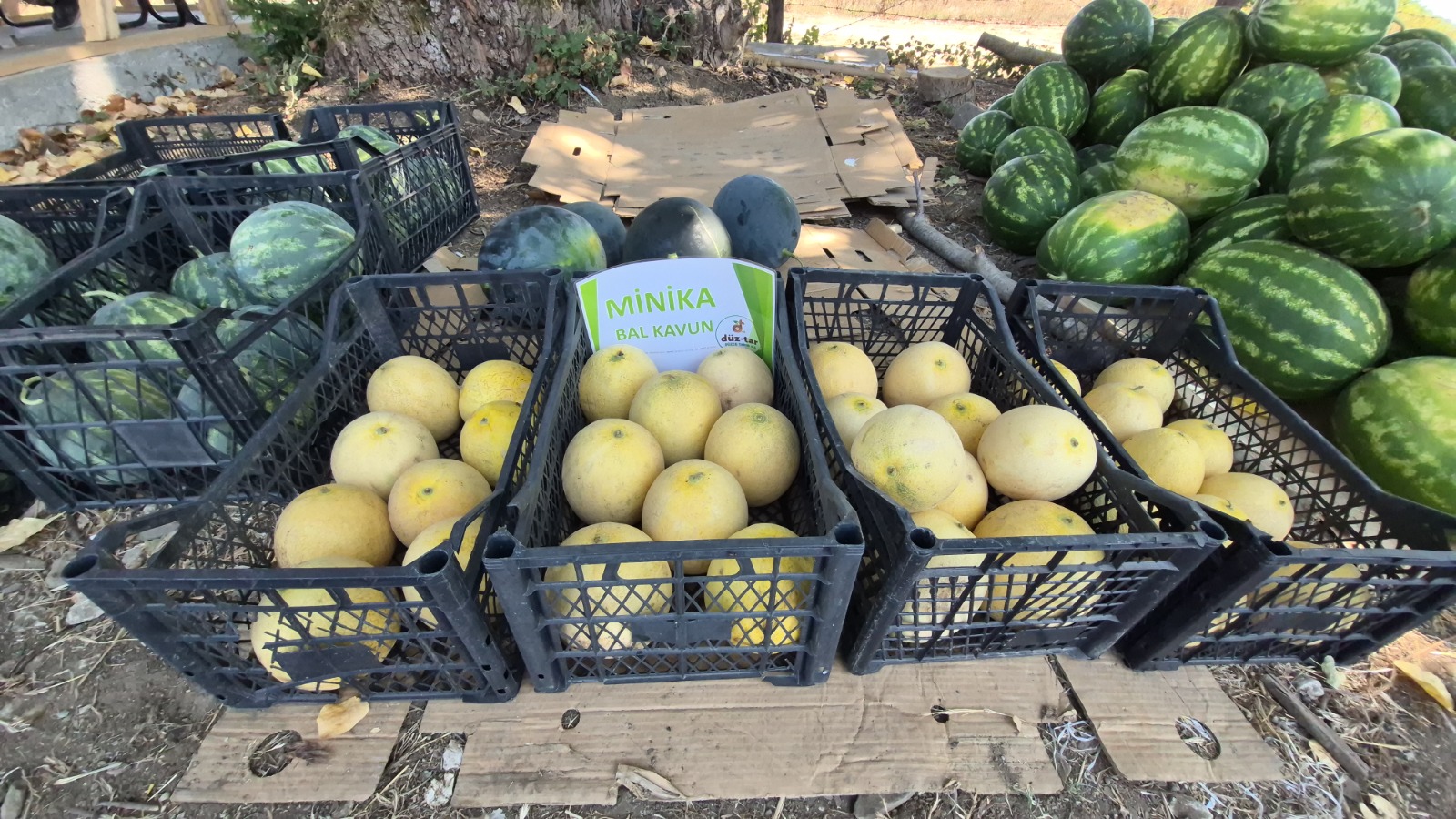 A7E8Bf9E 46Df 4A3B 81F6 342872Cc35E5