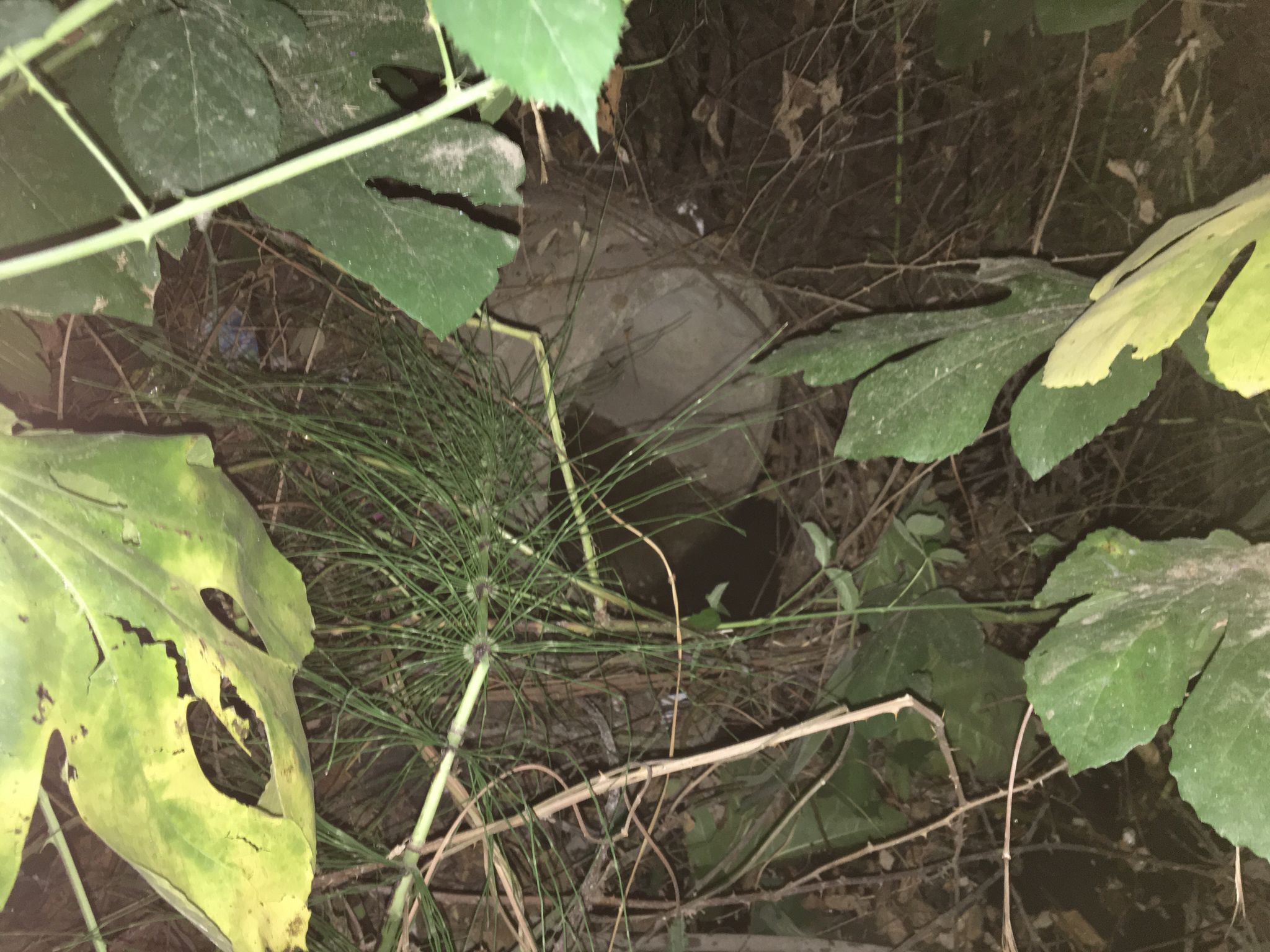 E978E5Bb 7B0E 42B0 A86D 74023A7D1B94