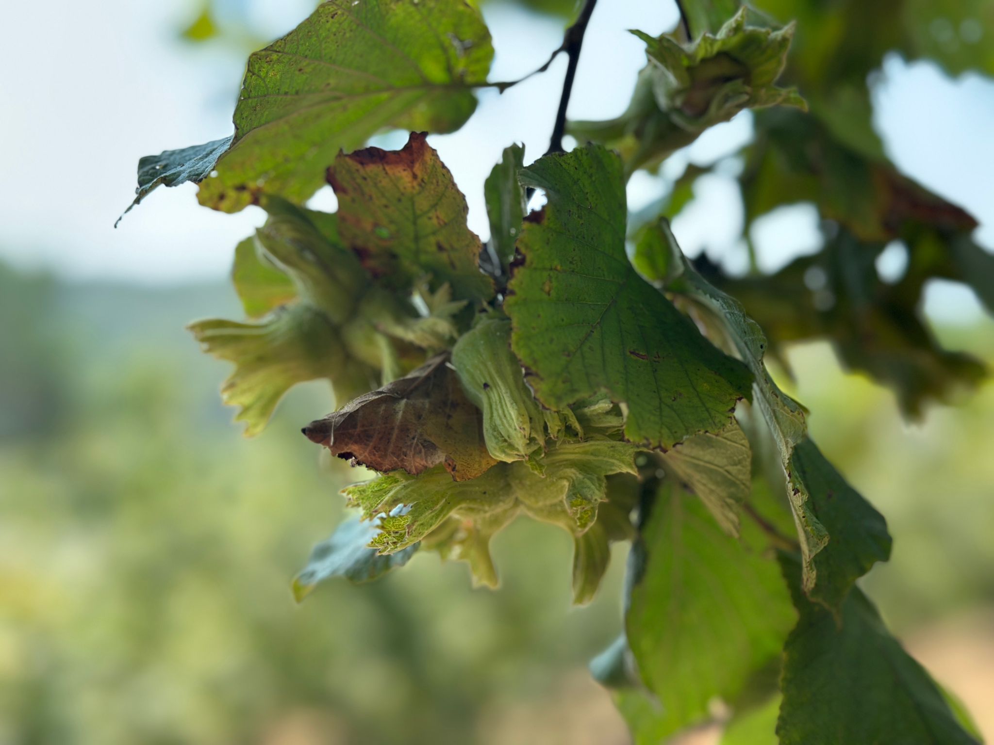 Whatsapp Image 2025 08 07 At 13.07.35 (2)