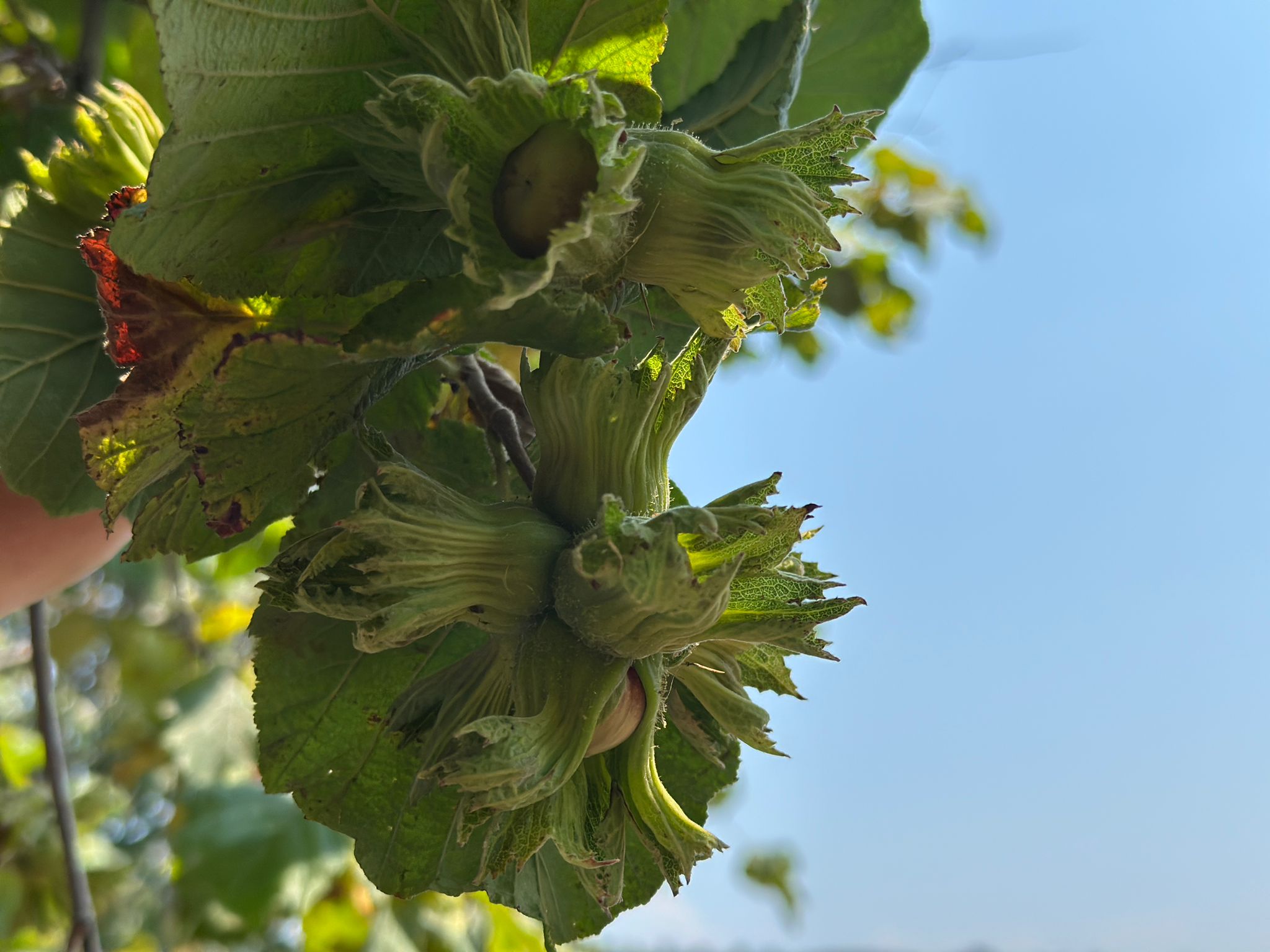 Whatsapp Image 2025 08 07 At 13.07.36