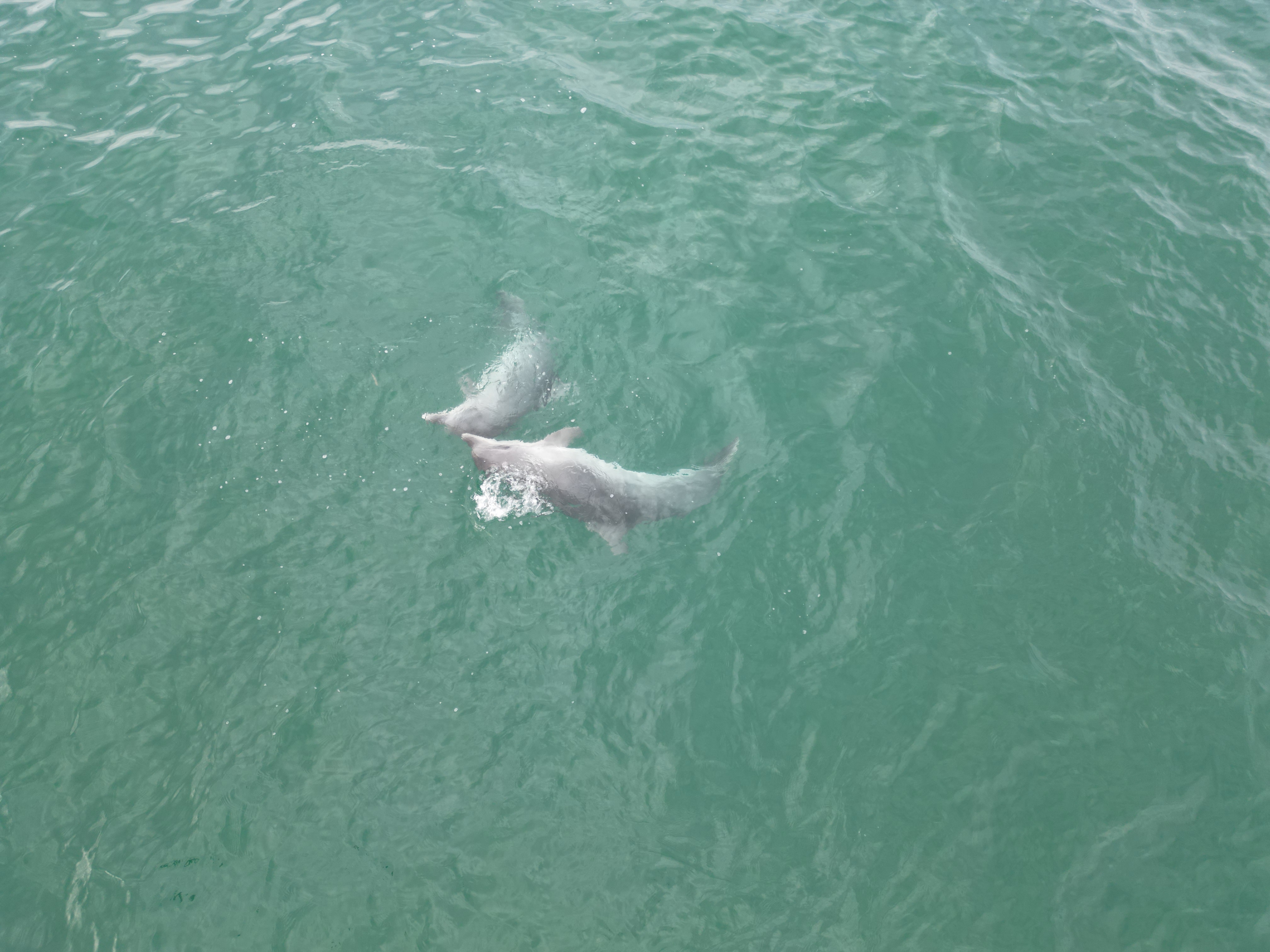 A A 20251026 39527120 39527118 K A R A D E N I Z D E D O L A S A N Y U N U S L A R D R O N L A G O R U N T U L E N D I