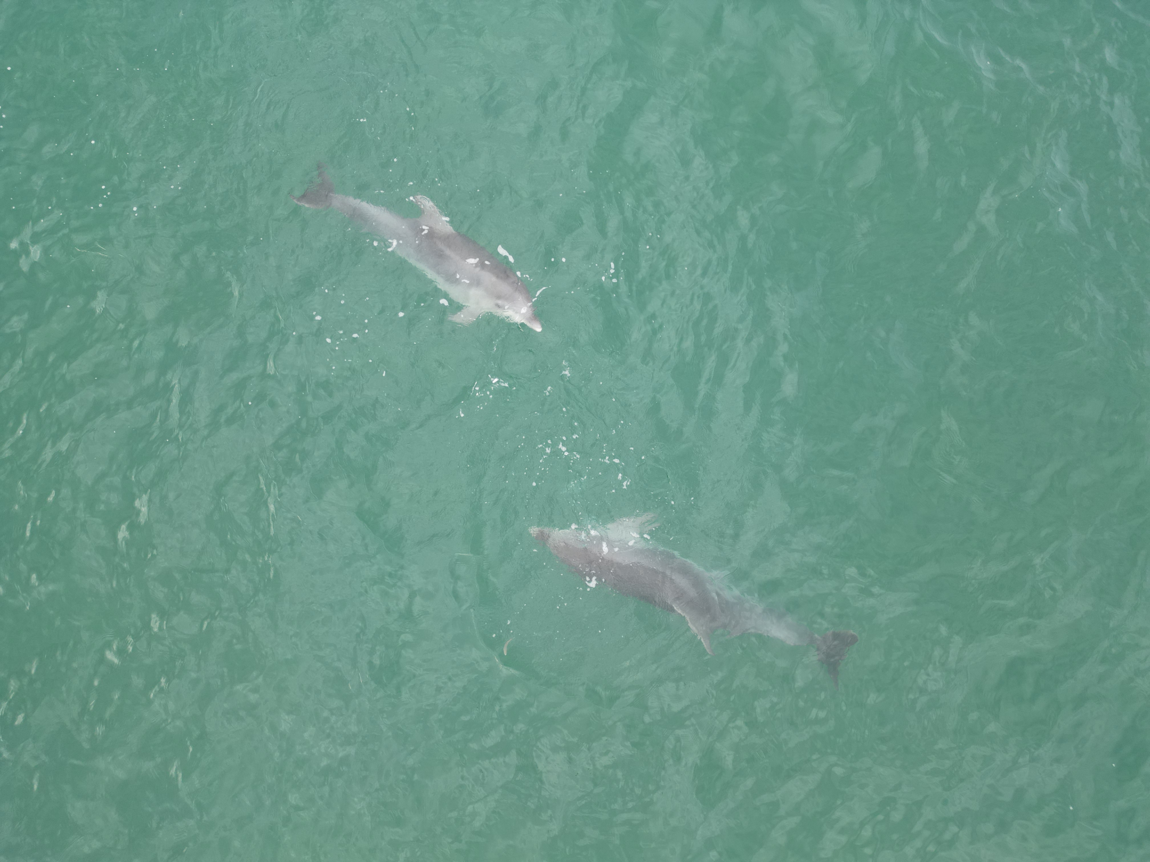 A A 20251026 39527120 39527119 K A R A D E N I Z D E D O L A S A N Y U N U S L A R D R O N L A G O R U N T U L E N D I