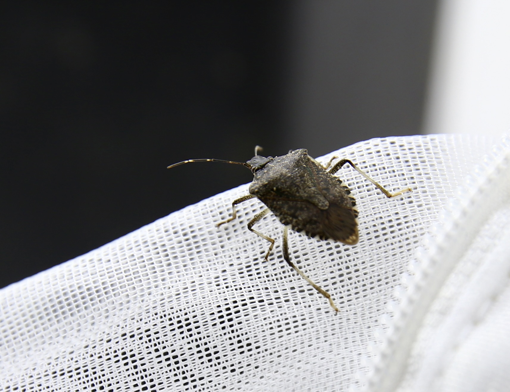 A A 20251027 39531792 39531787 K A H V E R E N G I K O K A R C A N I N K I S L A K L A R D A Y O K E D I L M E S I B I Y O L O J I K M U C A D E L E Y E K A T K I V E R E B I L I R