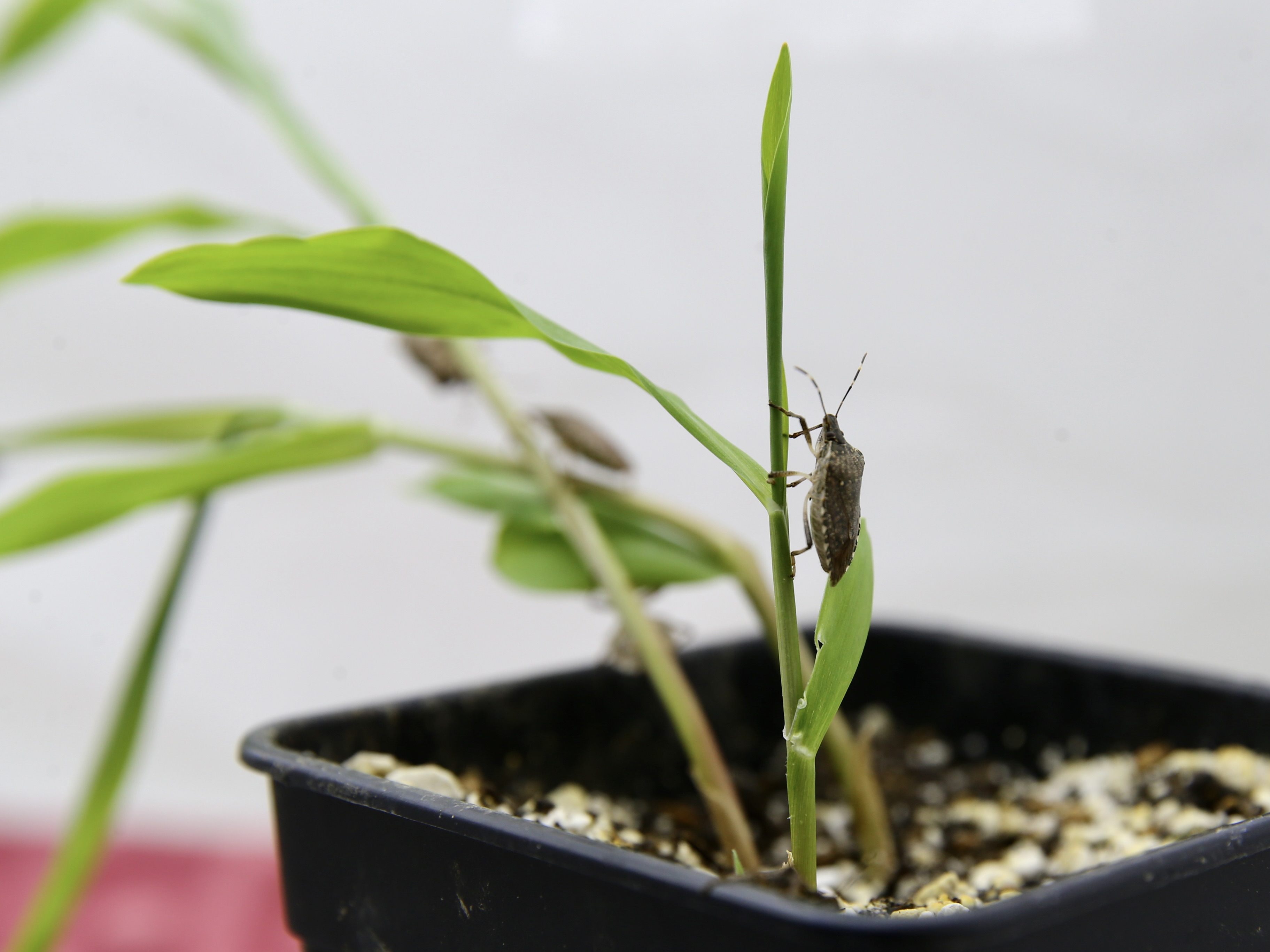 A A 20251027 39531792 39531789 K A H V E R E N G I K O K A R C A N I N K I S L A K L A R D A Y O K E D I L M E S I B I Y O L O J I K M U C A D E L E Y E K A T K I V E R E B I L I R