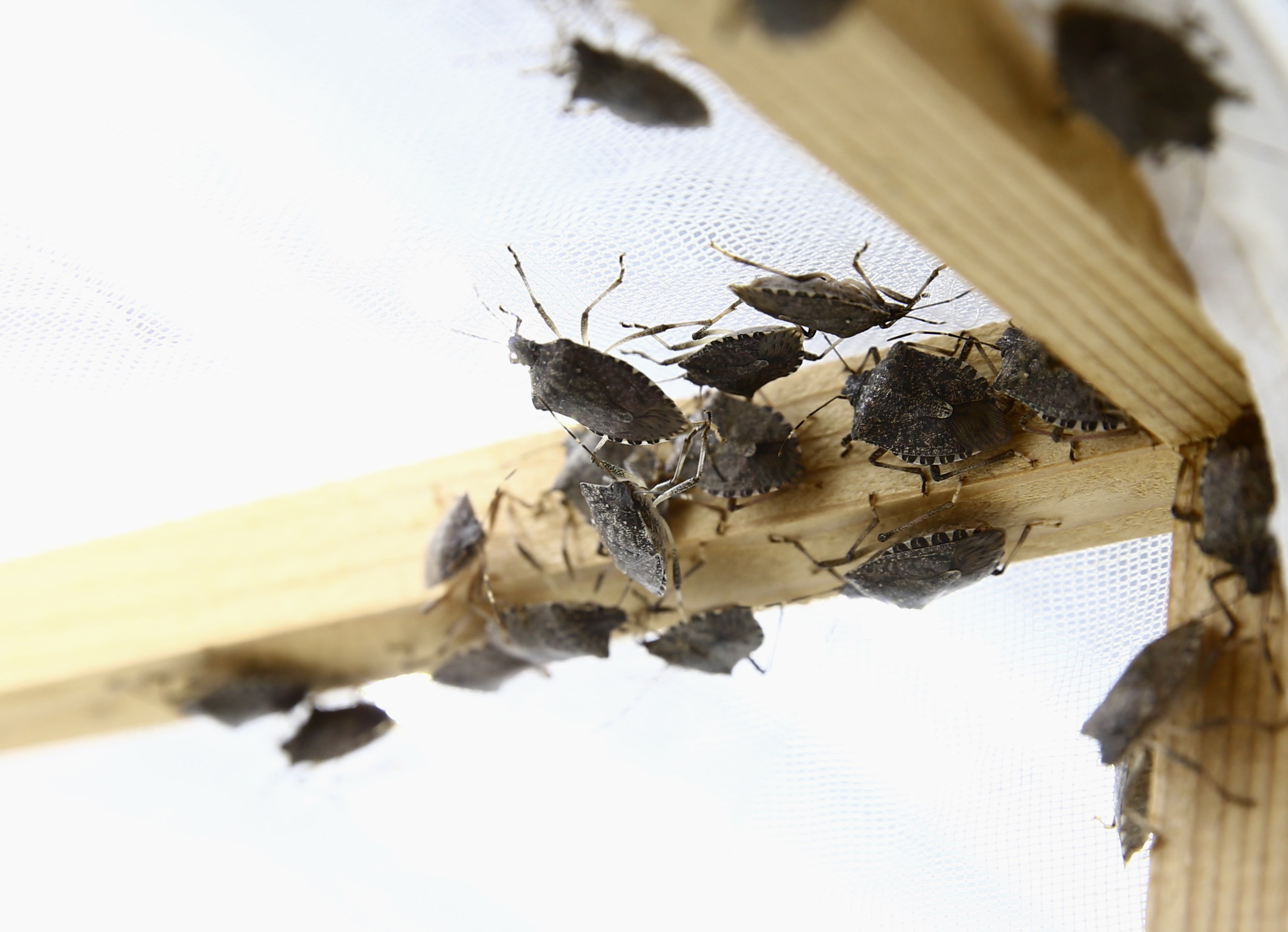 A A 20251027 39531792 39531790 K A H V E R E N G I K O K A R C A N I N K I S L A K L A R D A Y O K E D I L M E S I B I Y O L O J I K M U C A D E L E Y E K A T K I V E R E B I L I R