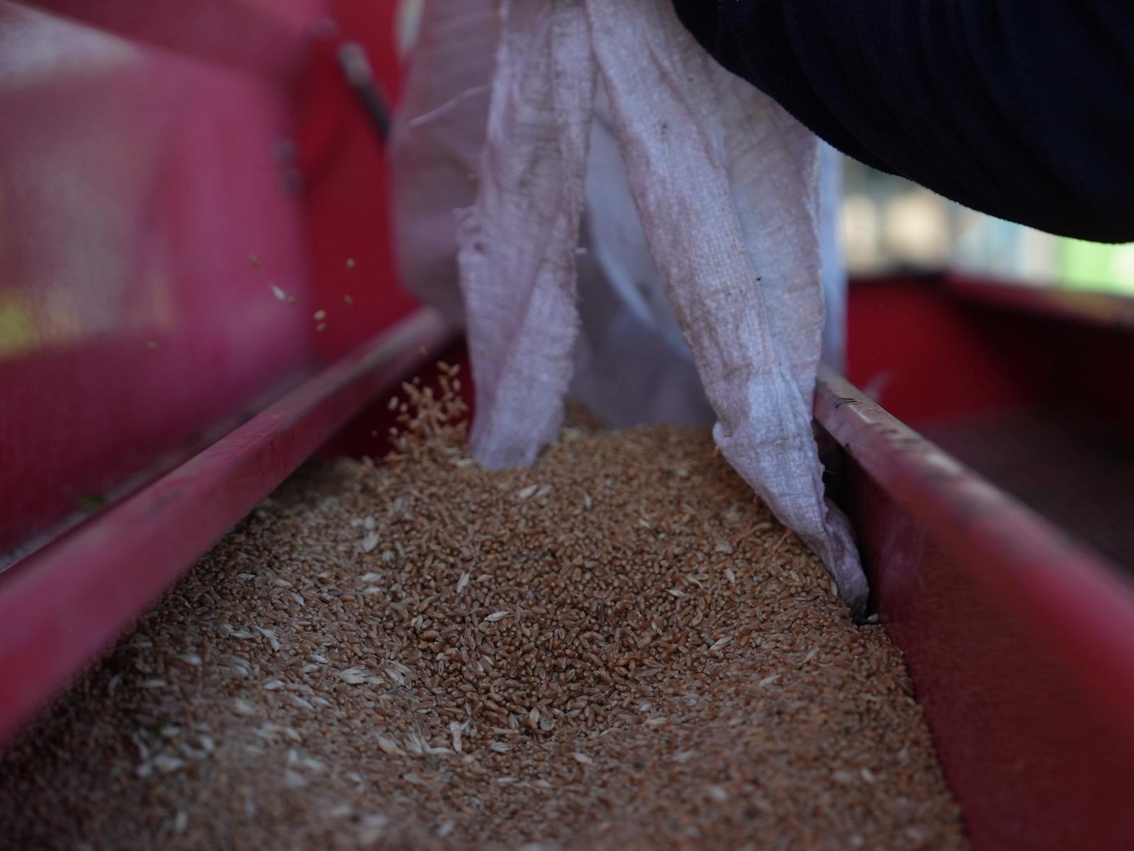 Siyez Buğdayı Ekimi (19)