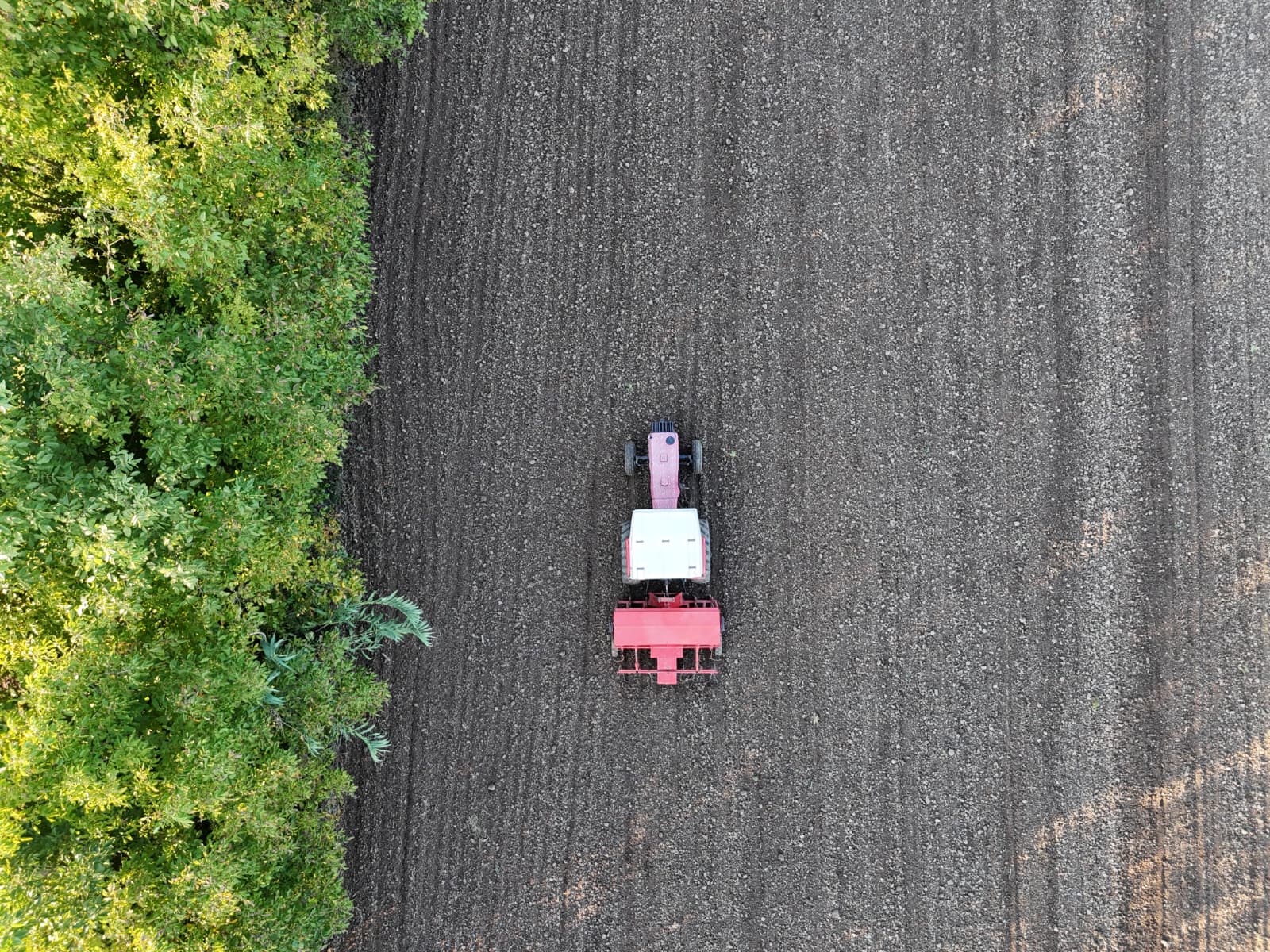 Siyez Buğdayı Ekimi (26)