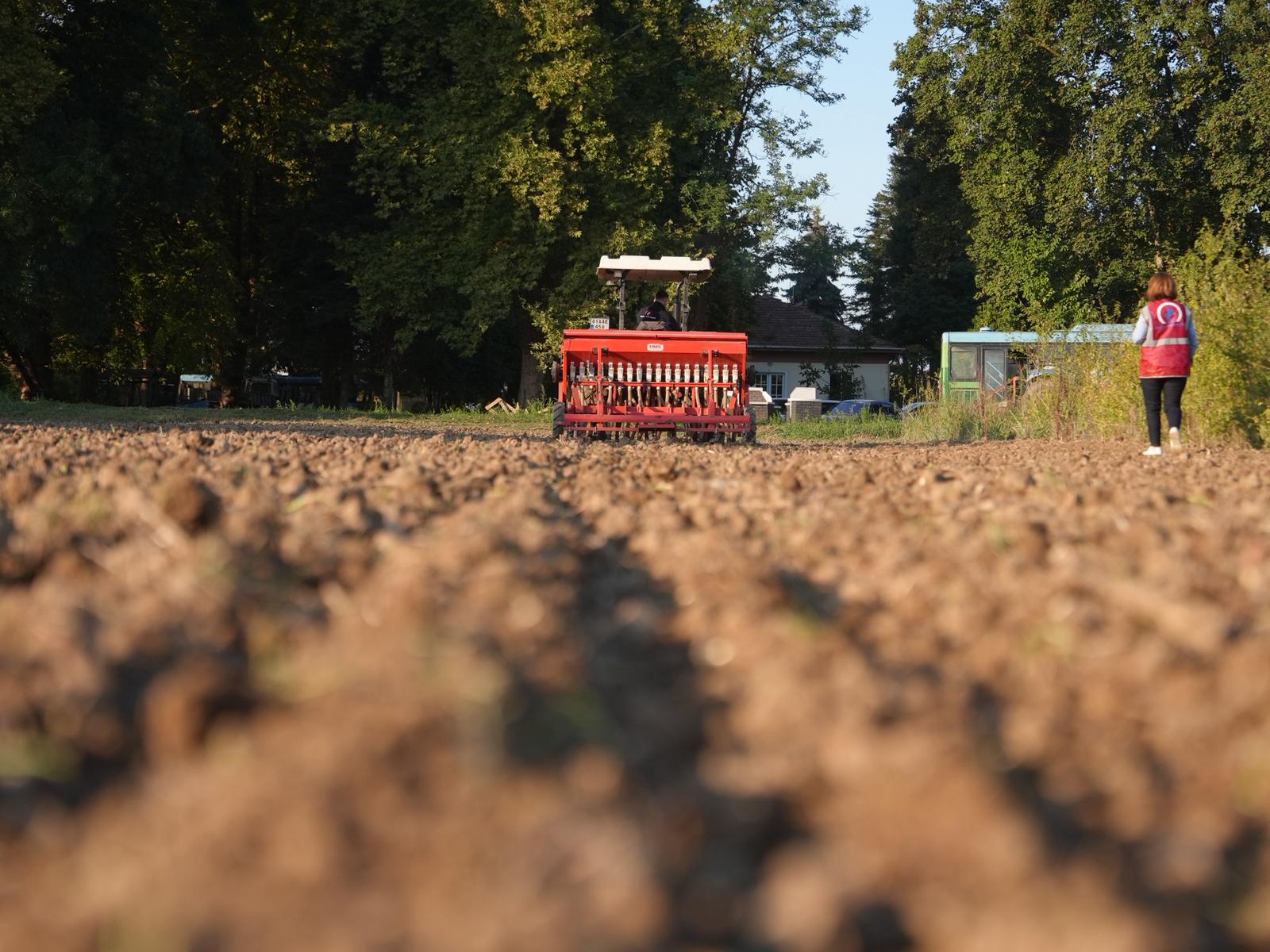 Siyez Buğdayı Ekimi (4)