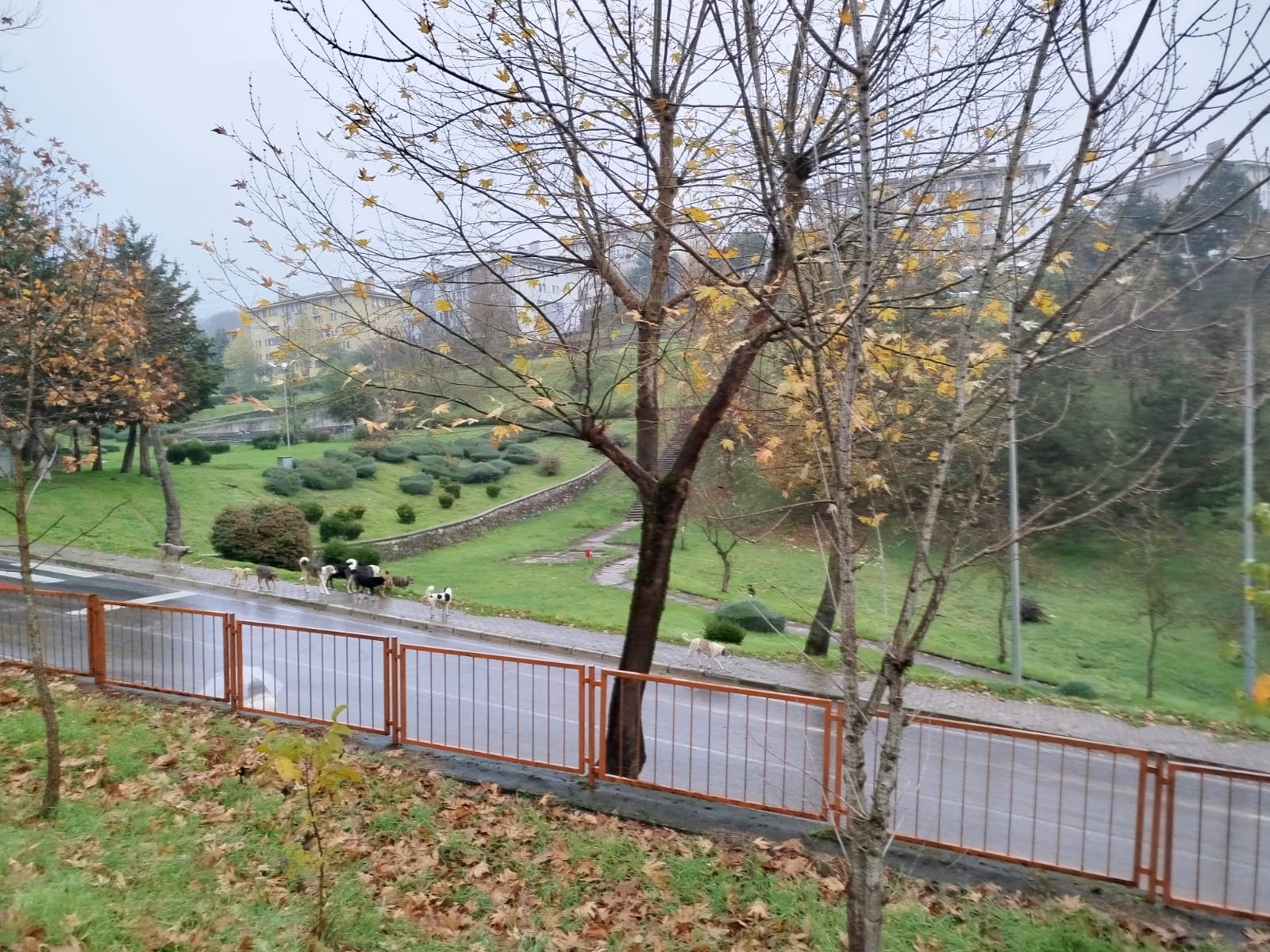 4775E10A 88A3 45F7 956B 82D3C62Bee61