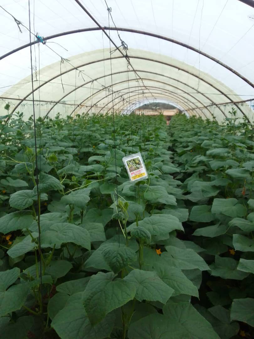 567706066 25443034211948398 7561609296689386570 N