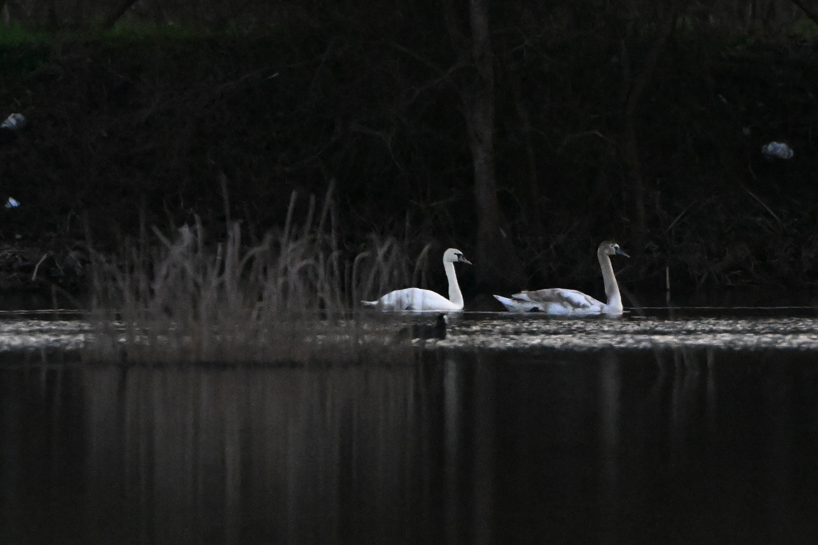 A A 20260214 40551736 40551735 G O C Y O L U N D A Y O R G U N D U S E N K U G U L A R D O G A K O R U M A E K I P L E R I N I N G O Z E T I M I N D E