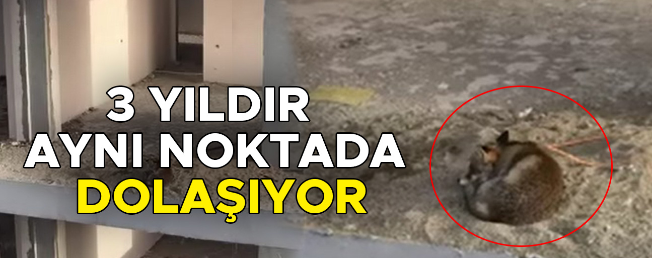 KOÇYAZI MAHALLESİ’NDE TİLKİNİN YENİ YUVASI BİNA İNŞAATI OLDU