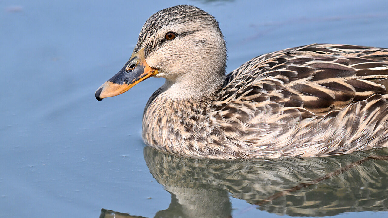 E F T E N İ G Ö L Ü1