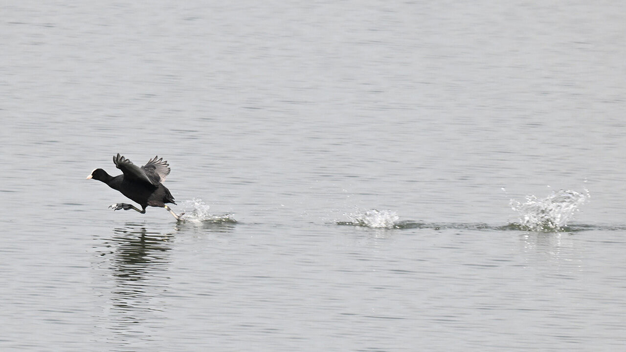 E F T E N İ G Ö L Ü4