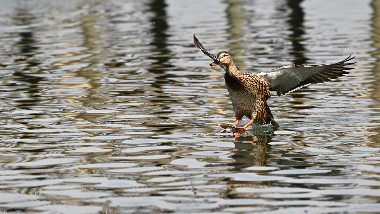 E F T E N İ G Ö L Ü5