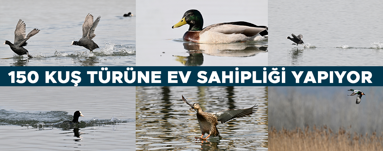 EFTENİ KUŞ CENNETİ GÖLÜ GÖÇ YOLUNDAKİ MİSAFİRLERİNİ AĞIRLIYOR