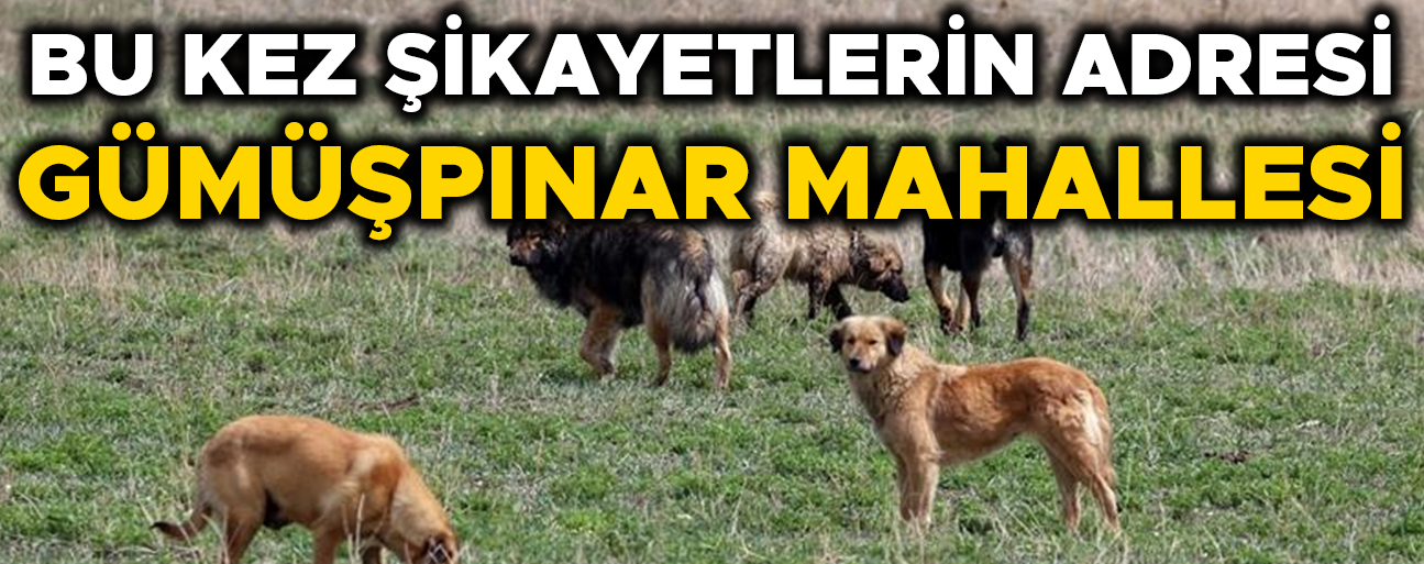 SÜRÜ HALİNDE DOLAŞAN SOKAK KÖPEKLERİ KORKU SALIYOR