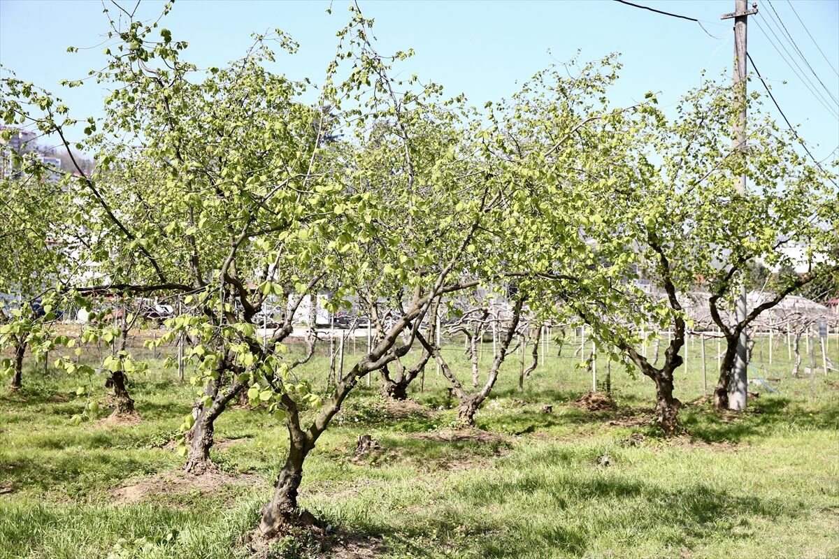 19600A755Ddbb669Cc7420Fe32D6Db1A