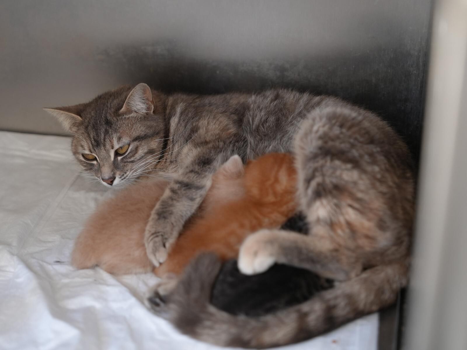 544275Fe 7382 4065 903E 81Dd6A5C3D52