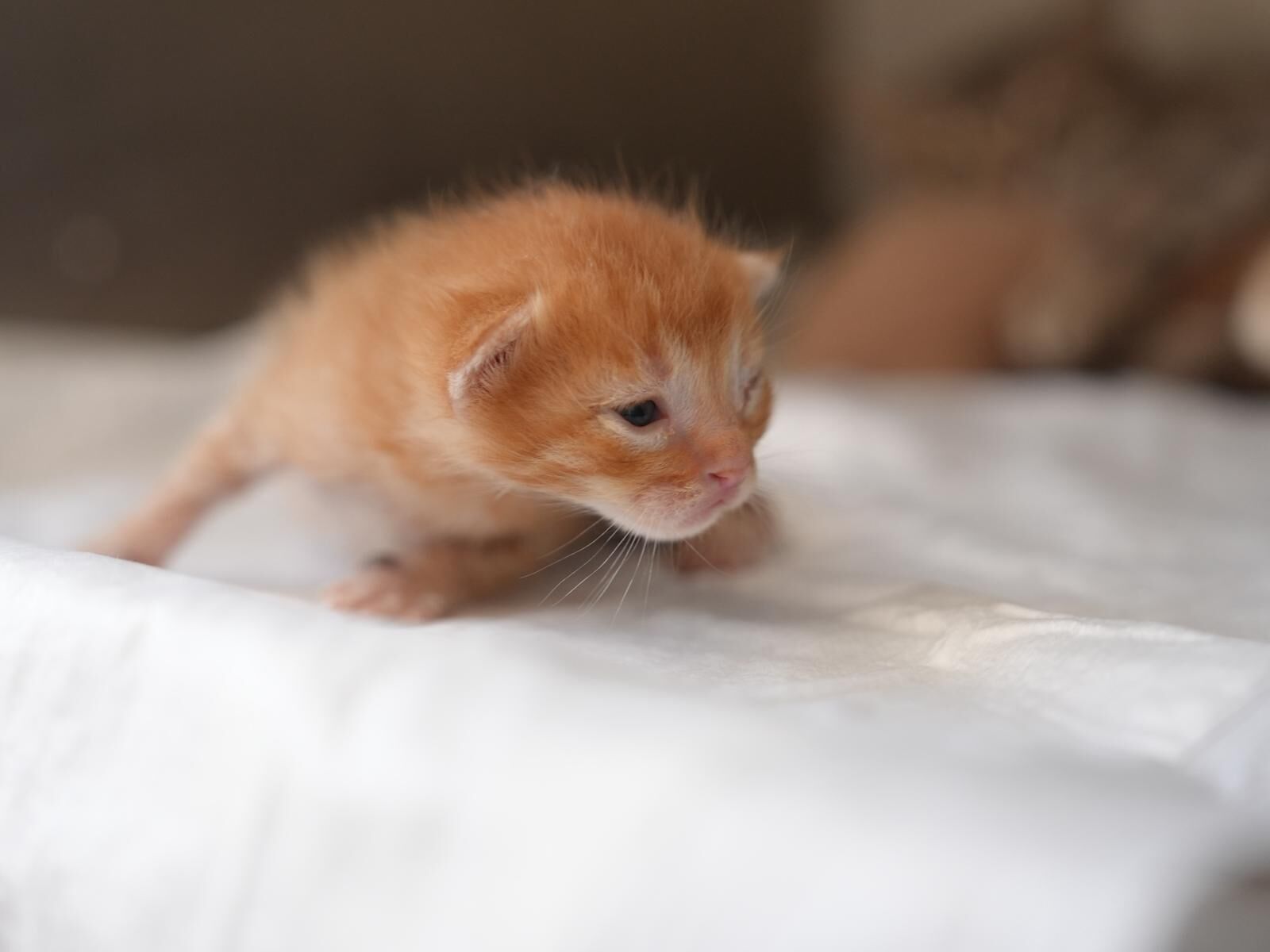 6309C1Cf 5C93 4091 Bae2 Ef5068742F98