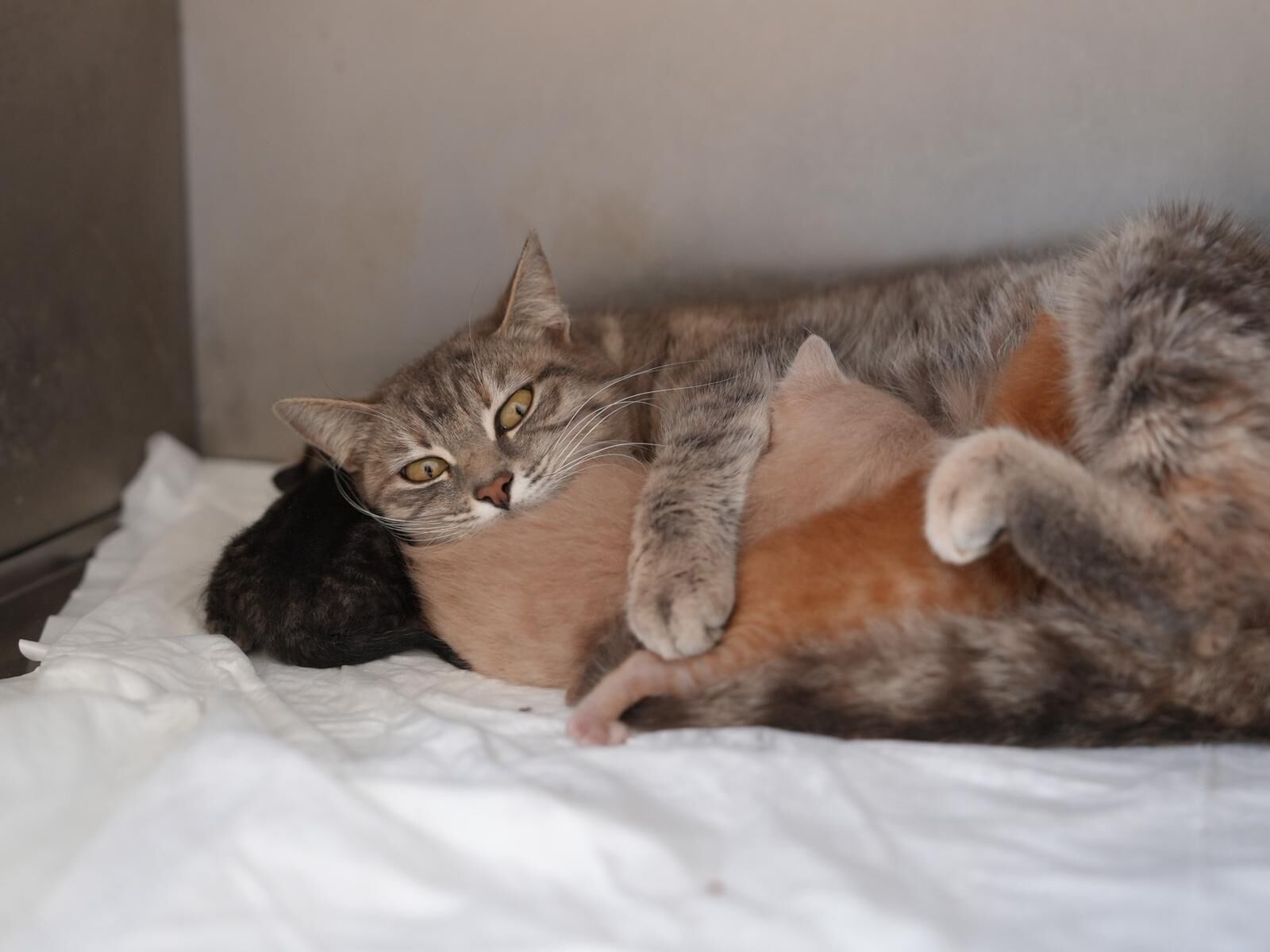 Cbcb0E70 2B06 4E17 8790 E08Ddbaea7B8