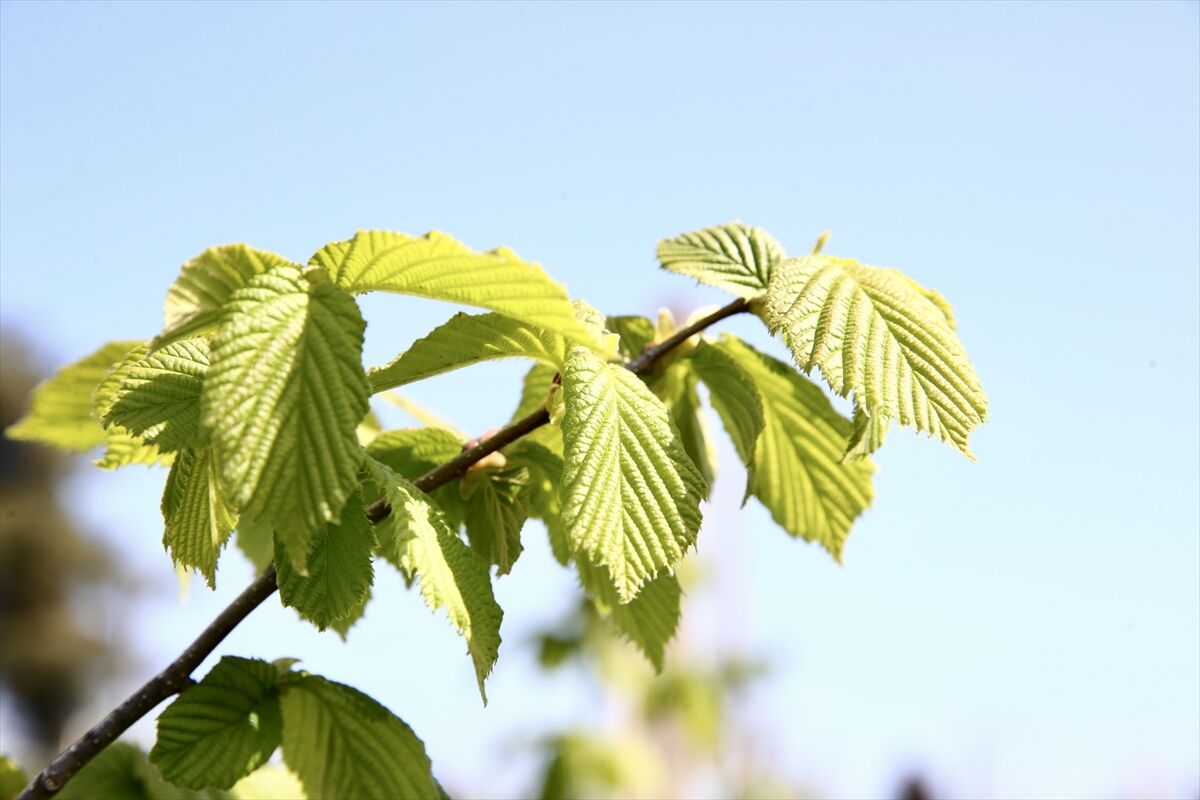 D975725D4Bed6Ccfacdad0775A2D21B6