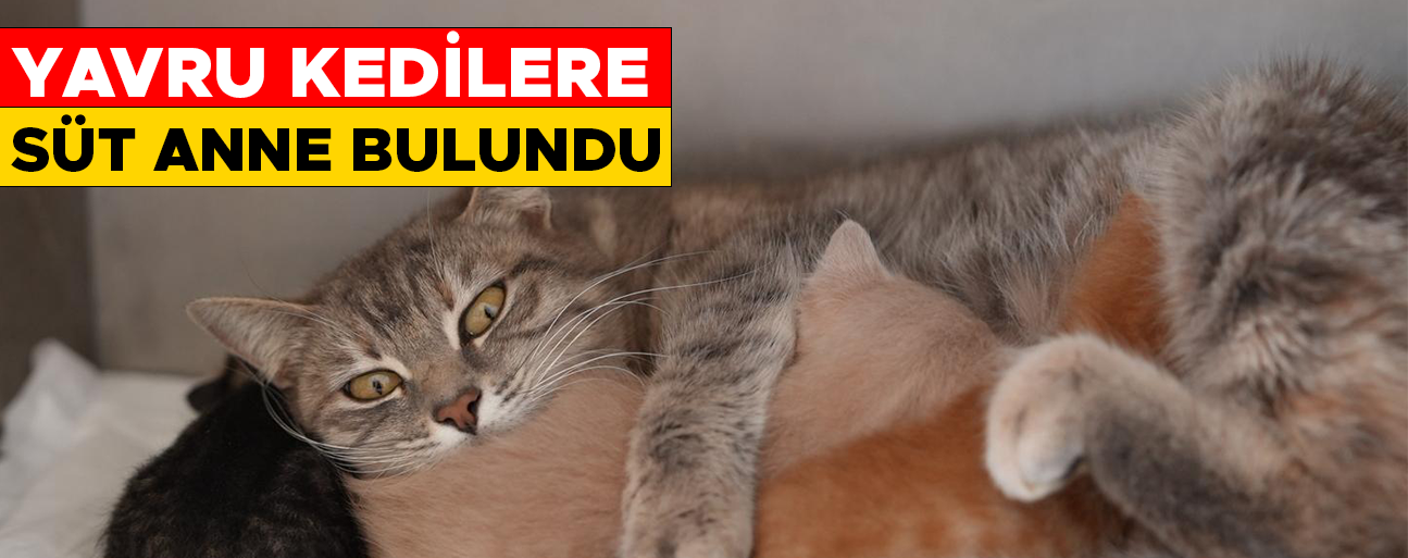 DEREYE DÜŞEN YAVRU KEDİLER EMİN ELLERDE