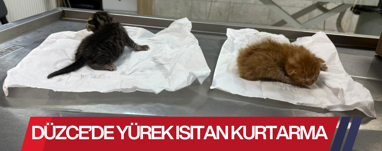 İKİ KEDİ YAVRUSU HAYATA TUTUNDU