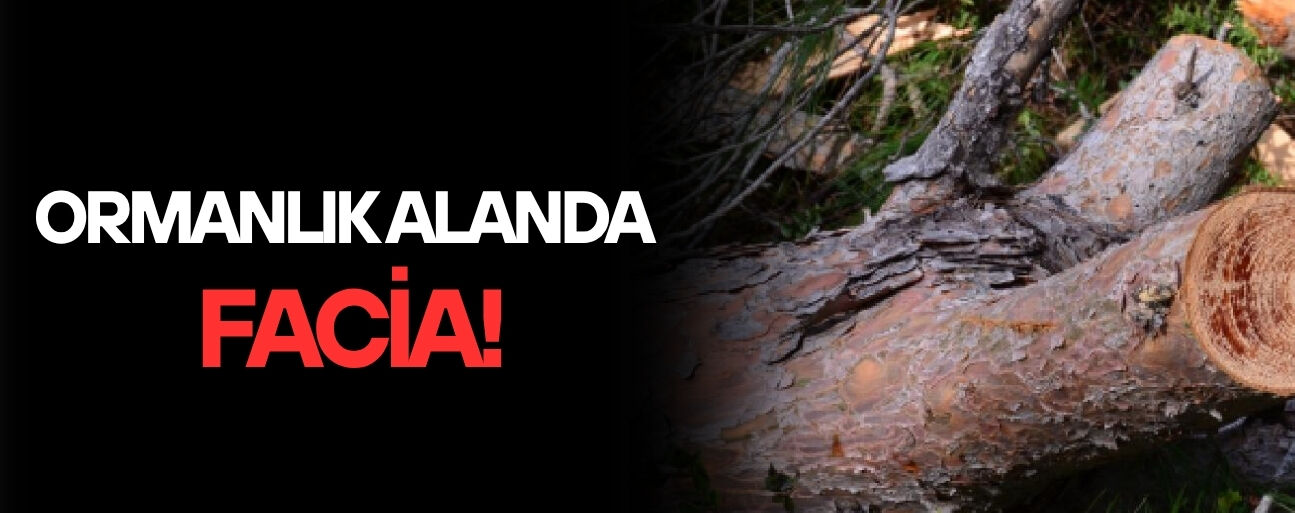 KAYNAŞLI’DA KESTİĞİ AĞACIN ALTINDA KALAN KİŞİ AĞIR YARALANDI