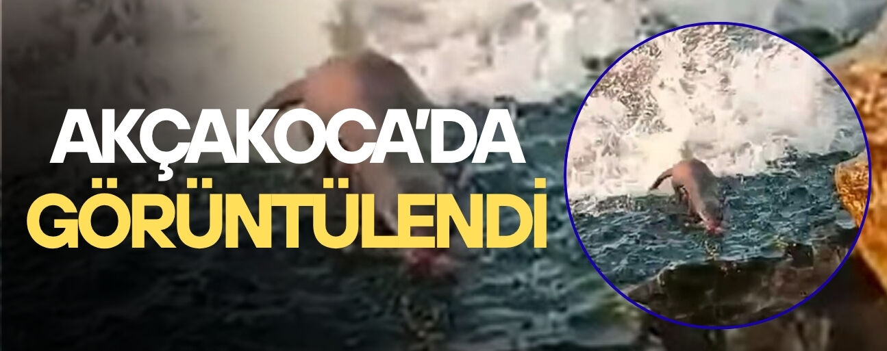 DENİZDE AVLANAN SU SAMURU KAMERADA