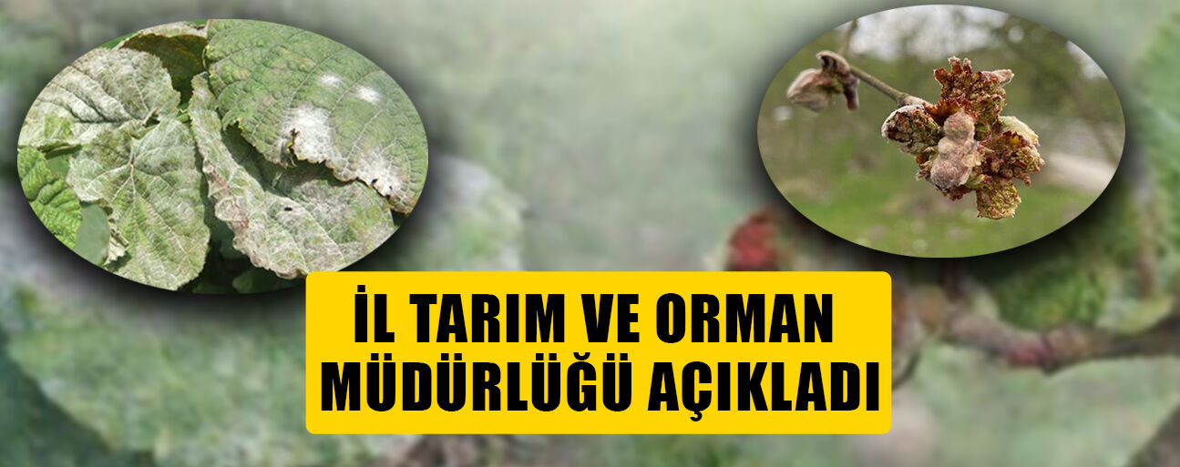 FINDIKTA KOZALAK AKARI VE KÜLLEME HASTALIĞINA KARŞI MÜCADELE BAŞLIYOR