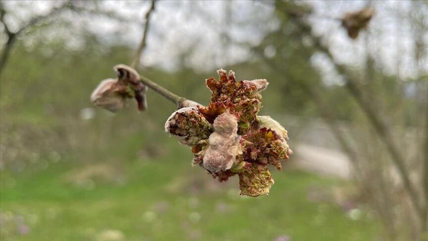 Thumbs B C 54Ad21A500C365Ca206Bd7Fa32836907