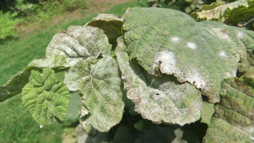 Thumbs B C 851Efe5Cd99A48220532Cc00Efef64Ce