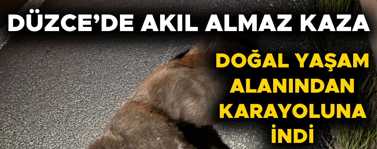 OTOMOBİLİN ÇARPTIĞI AYI TELEF OLDU