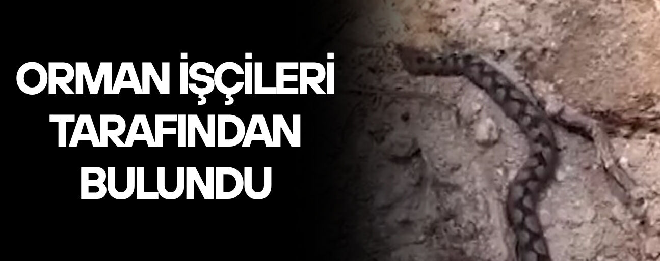 KAFKAS BURUNLU ENGEREK YILANI KAMERADA